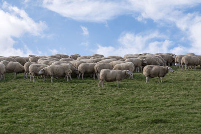 Sheep on green grass