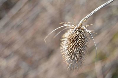 Close-up of thistle