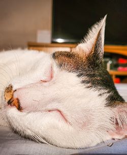 Close-up of cat sleeping