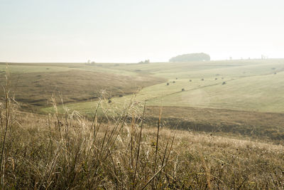 Scenic view of field against clear sky