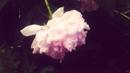 Close-up of pink flower