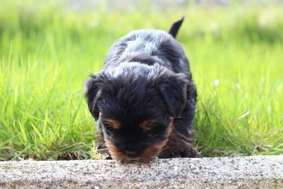 Dog looking away on field