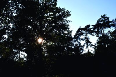 Low angle view of trees against sky