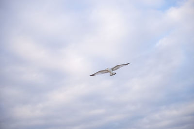 Low angle view of seagull flying