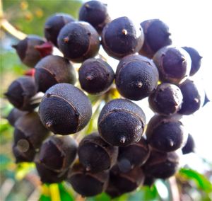 Close-up of fruits in bowl