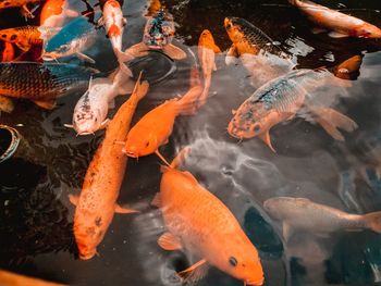 High angle view of koi carps swimming in pond