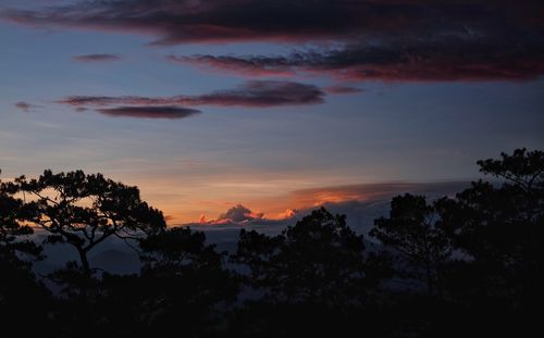 Silhouette trees against sky during sunset