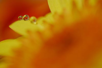 Close-up of orange flower petal