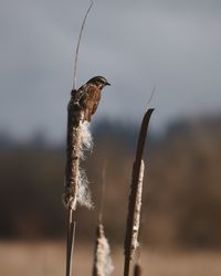 Close-up of a bird