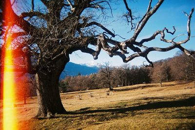 Trees on landscape against sky