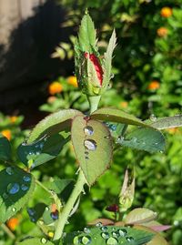 Close-up of plant