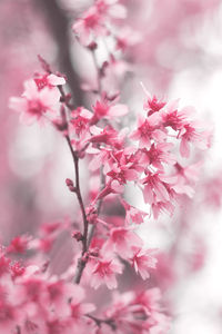 Close-up of pink cherry blossoms