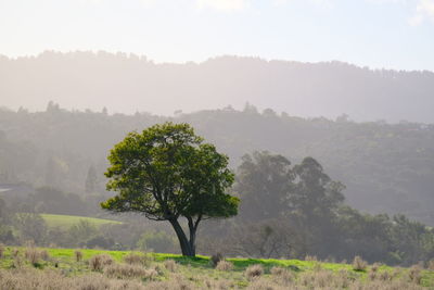 Trees on field against sky