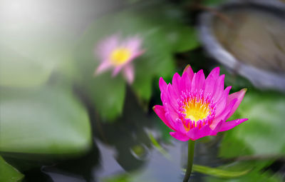 Close-up of pink lotus water lily in pond