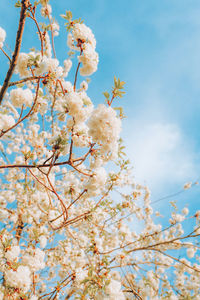 Low angle view of cherry blossom against sky