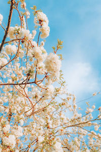 Branches of blossoming cherry on gentle light blue sky background in sunlight. 