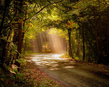 Sunlight streaming through trees in forest