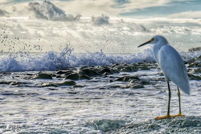 Snowy egret perching on sea against sky