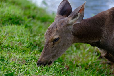 Sambar Deer