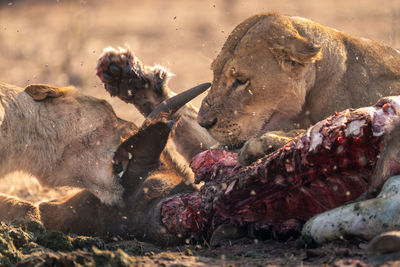 Close-up of lioness