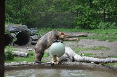 Bear standing on log by river