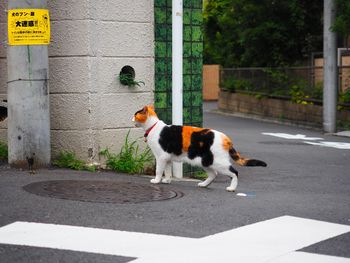 Side view of cat standing on street by manhole