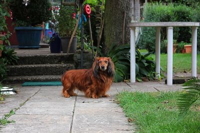 Portrait of dog in park