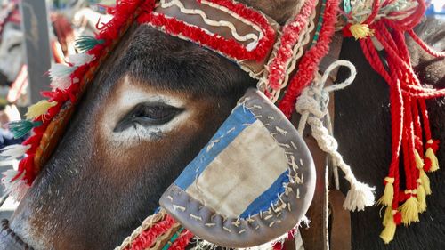 Close-up of portrait of horse outdoors