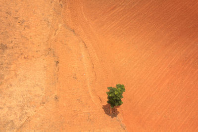 Plant growing in desert