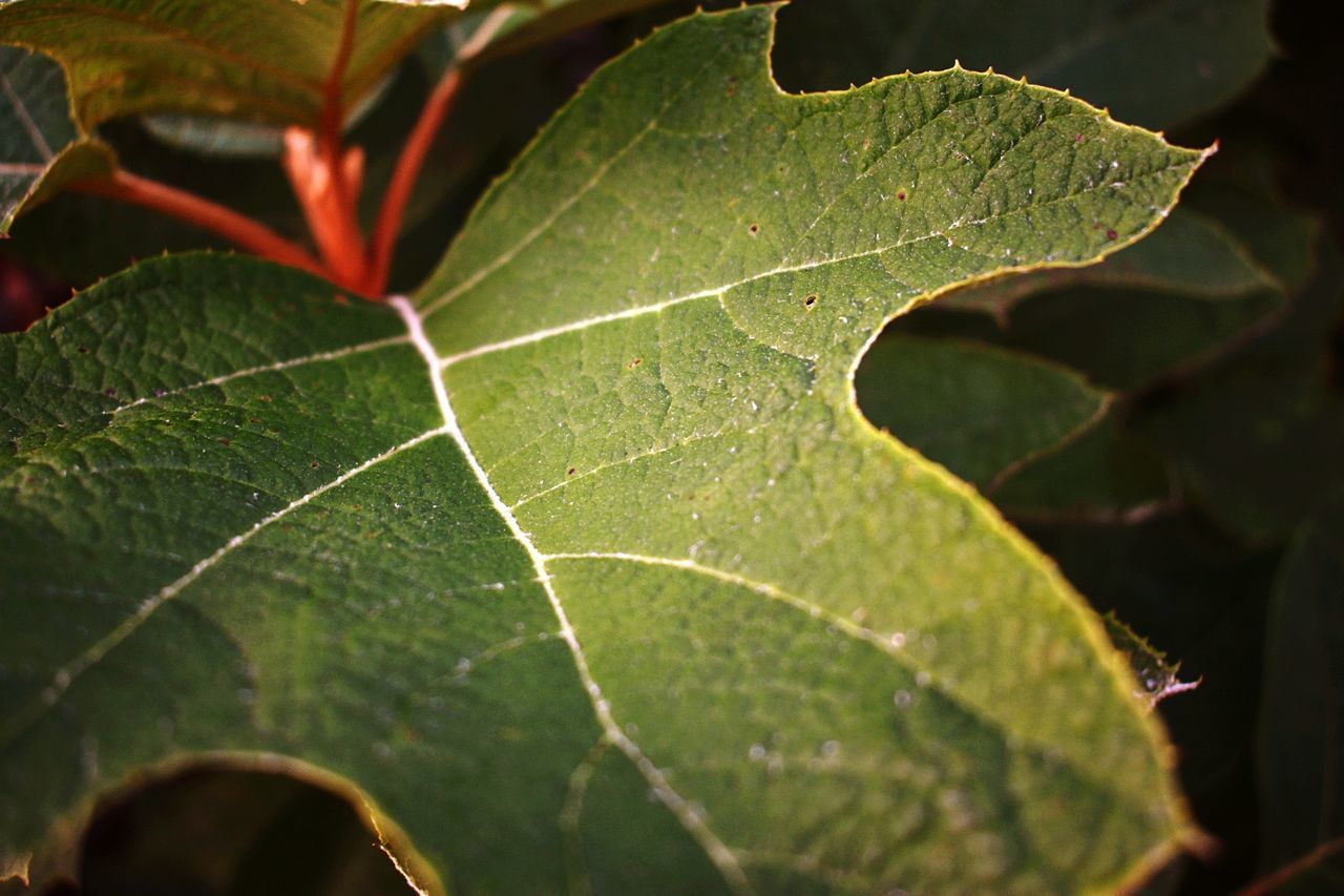 leaf, plant part, close-up, leaf vein, plant, nature, green color, beauty in nature, no people, selective focus, growth, day, outdoors, focus on foreground, freshness, natural pattern, drop, leaves, sunlight, natural condition