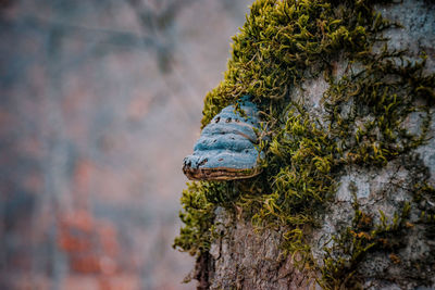 Close-up of lizard on tree trunk