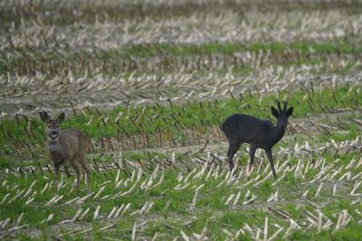 View of two birds on field