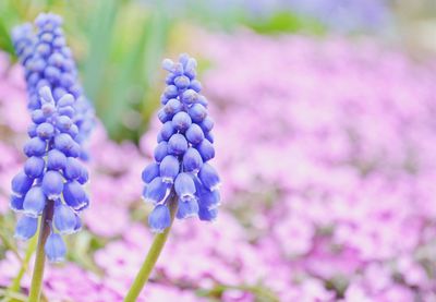 Close-up of purple flowers