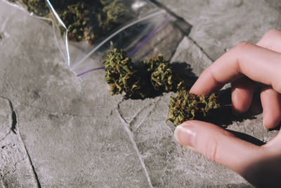 Close-up of hand holding flowering plant