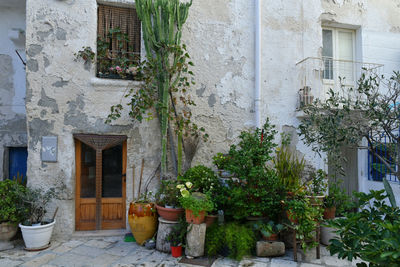 Potted plant against building