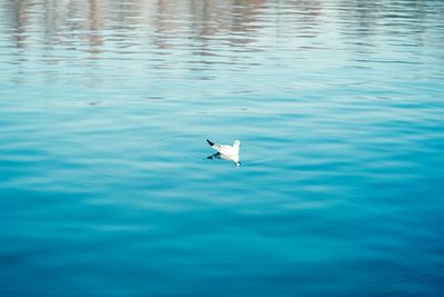 Swan swimming in water