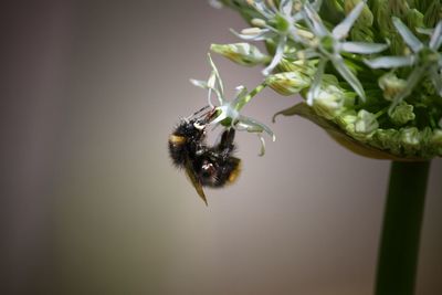 Close-up of bee on flower