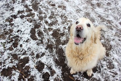 Portrait of dog in snow