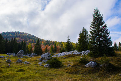 Pine trees on field against sky