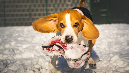 A picture of a fast beagle hound running on the snow fetching a dog toy. canine theme