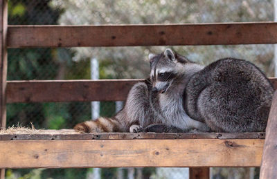 Playing raccoon praccoonpair on a porch in southern florida