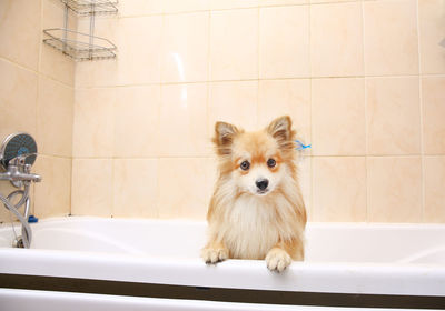 Portrait of dog in bathroom