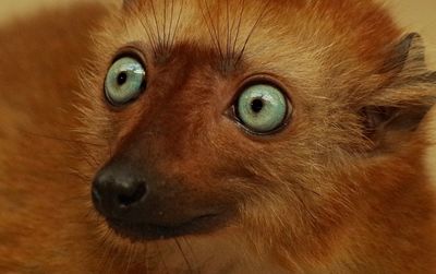 Close-up portrait of a cat
