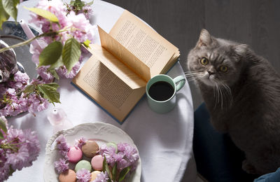 British gray cat sitting at the table drinking coffee, as,belgium, may 5, 2021