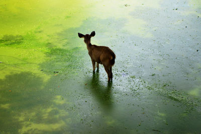 Horse standing in water