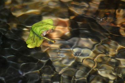 Close-up of turtle in water