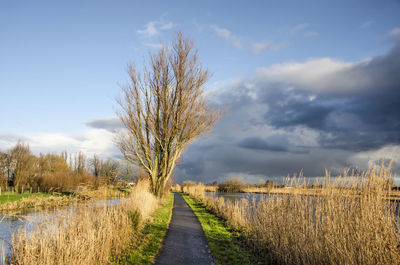 Narrow asphalt road in nature reserve in the netherlands