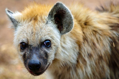 Close-up portrait of young heyna