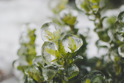 Close-up of frozen plant