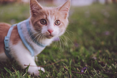 mammal